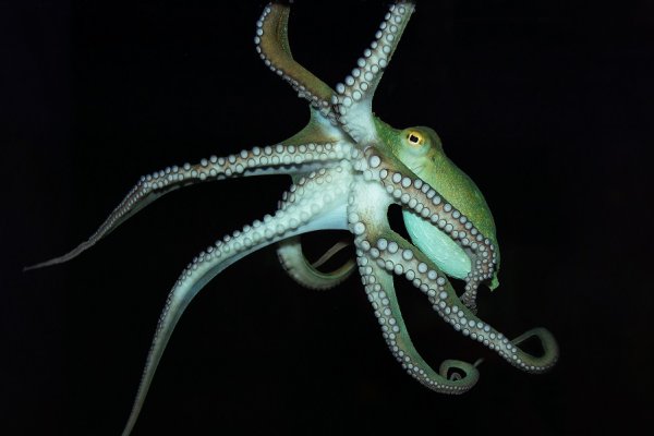 Kraken как найти ссылку